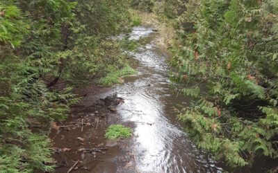 Forest Bathing Experience